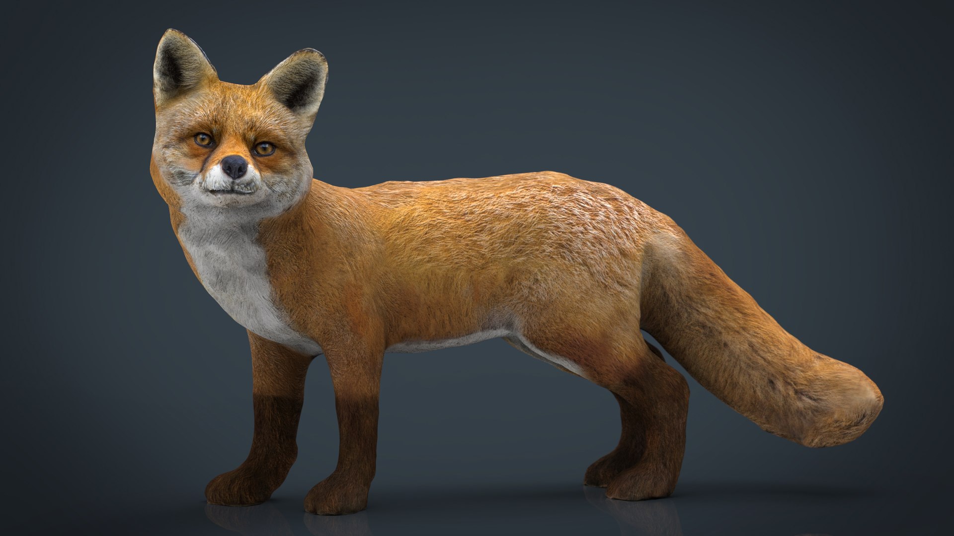 forest pack tree 3D model https://p.turbosquid.com/ts-thumb/t8/GjNqMr/OGGQq9jB/fox/jpg/1508157587/1920x1080/fit_q87/346f40c8ef69a97dde4fc9f5ba065aca34b94913/fox.jpg