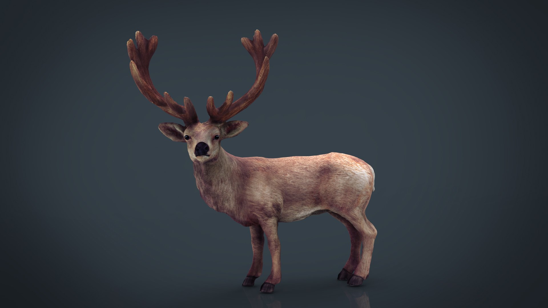 forest pack tree 3D model https://p.turbosquid.com/ts-thumb/t8/GjNqMr/g3gpEyLt/reddeer/jpg/1508158334/1920x1080/fit_q87/f65ff182b5dfd1783656634ae46a424cfc938dc2/reddeer.jpg