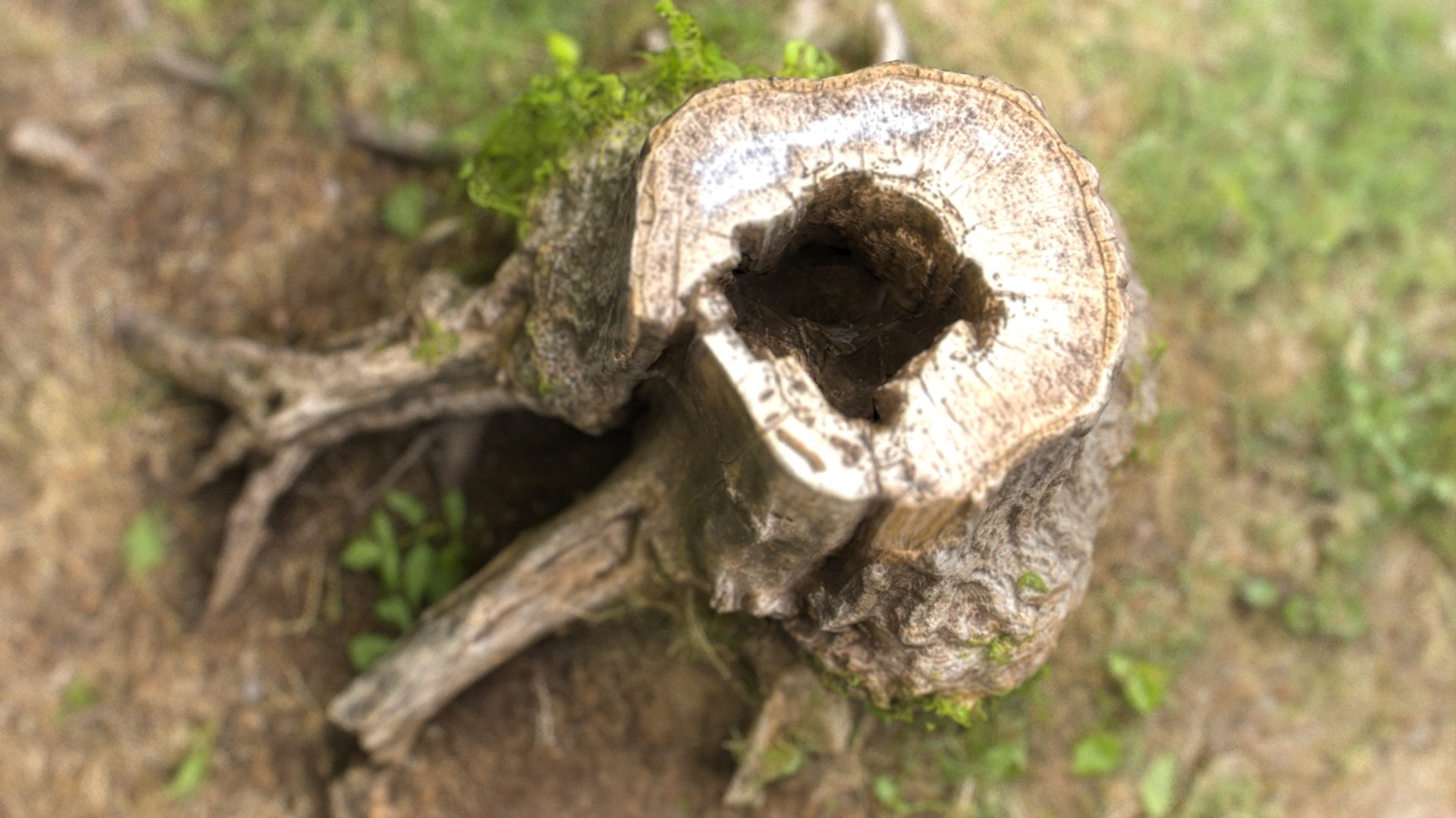 forest pack tree 3D model https://p.turbosquid.com/ts-thumb/t8/GjNqMr/lUhcH9lo/treestump4.392/jpg/1508158197/1920x1080/fit_q87/67b242df43b2e581bdfae020422f52d278420f27/treestump4.392.jpg