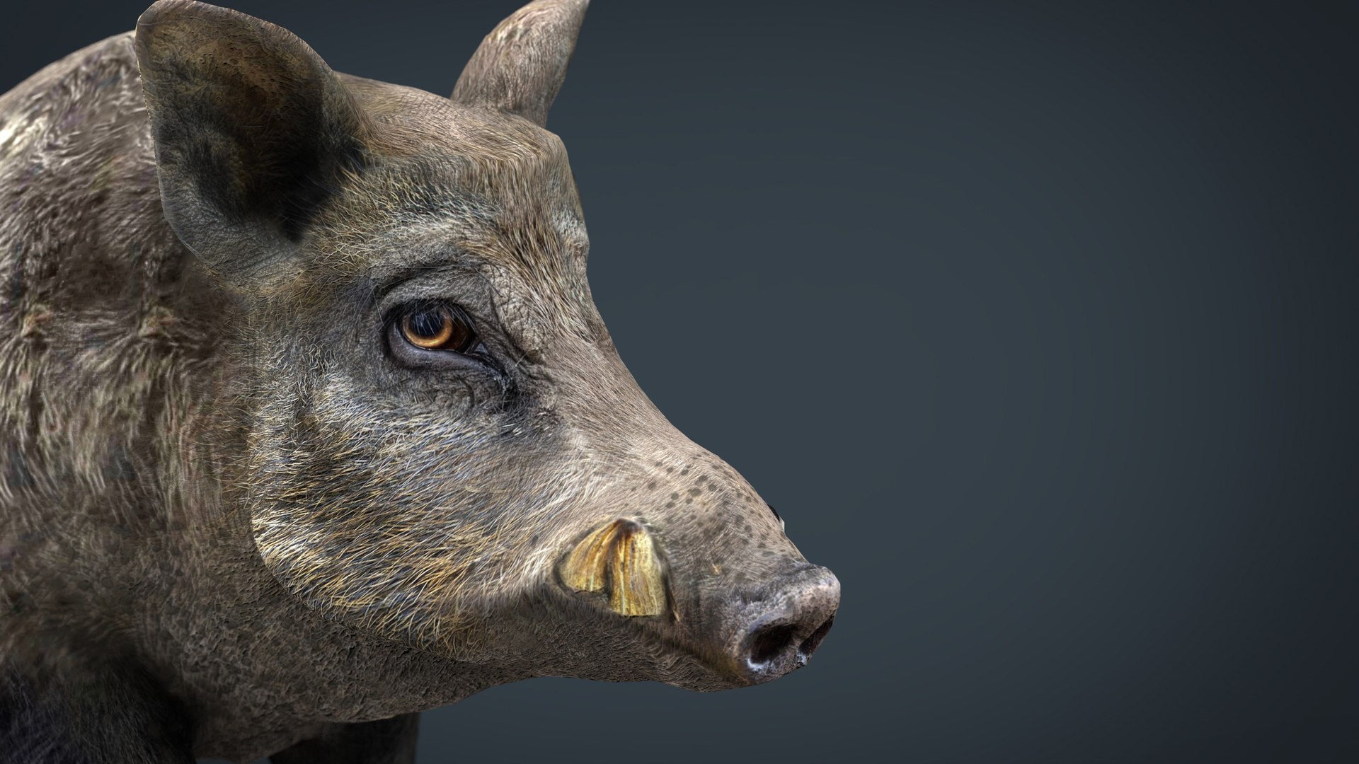 forest pack tree 3D model https://p.turbosquid.com/ts-thumb/t8/GjNqMr/zYSVBp5d/wildboar.456/jpg/1508158266/1920x1080/fit_q87/06fcc46b8fc70d523c54a13458c9cd00ee8da145/wildboar.456.jpg