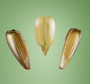 3D sunflower seed model