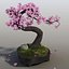 sakura bonsai tree 3d max