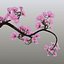 sakura bonsai tree 3d max