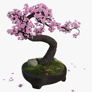 Sakura Bonsai