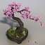sakura bonsai tree 3d max