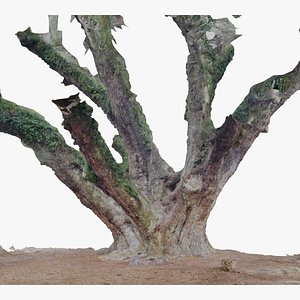Live Oak Tree Trunk model