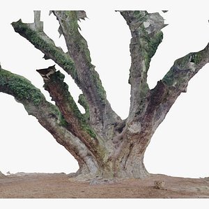 Live Oak Tree Trunk