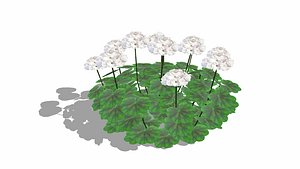 Pelargonium-Geranium-Whitev2018 model