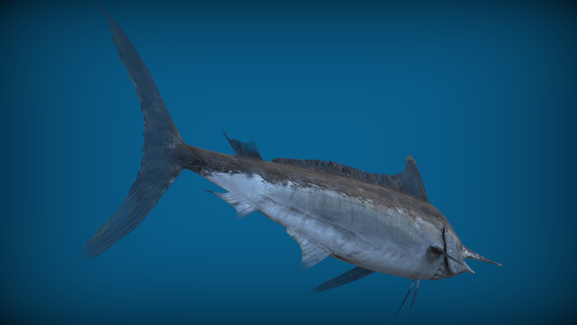 3D Swordfish Model - TurboSquid 2307197
