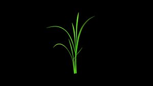3D PADDY PLANT 9  FINAL TEXTURE MAX 2015