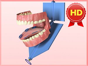 anatomically correct gums teeth max