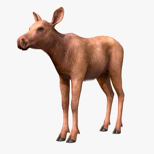 Moose - Calf 3D