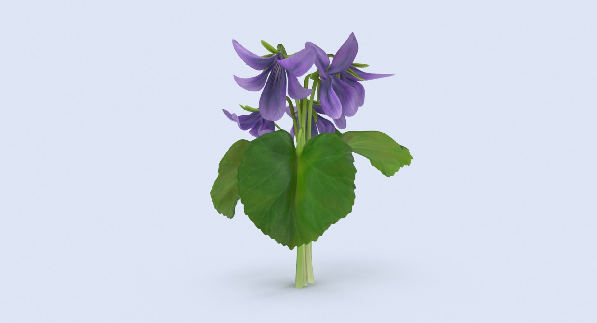 violet----close-group 3d model