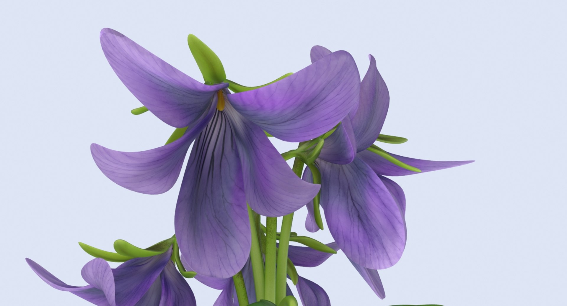 violet----close-group 3d model