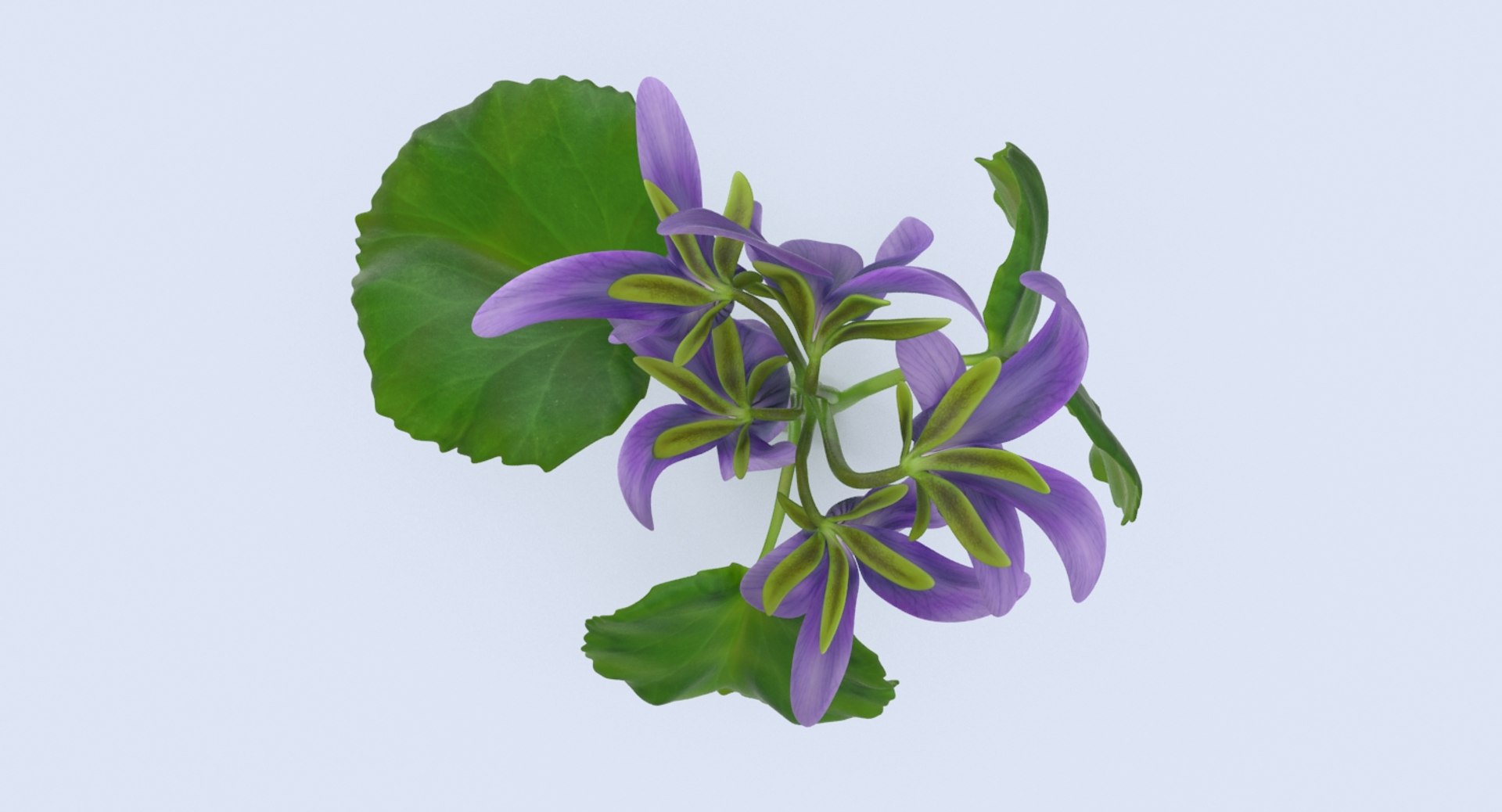 violet----close-group 3d model