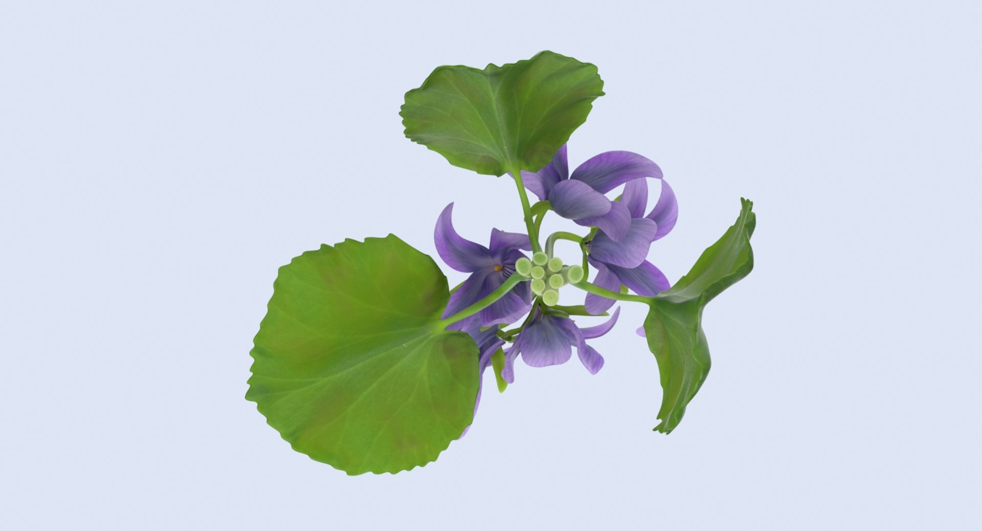 violet----close-group 3d model