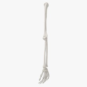Skeleton Arm