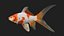 Carp