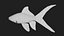 Carp