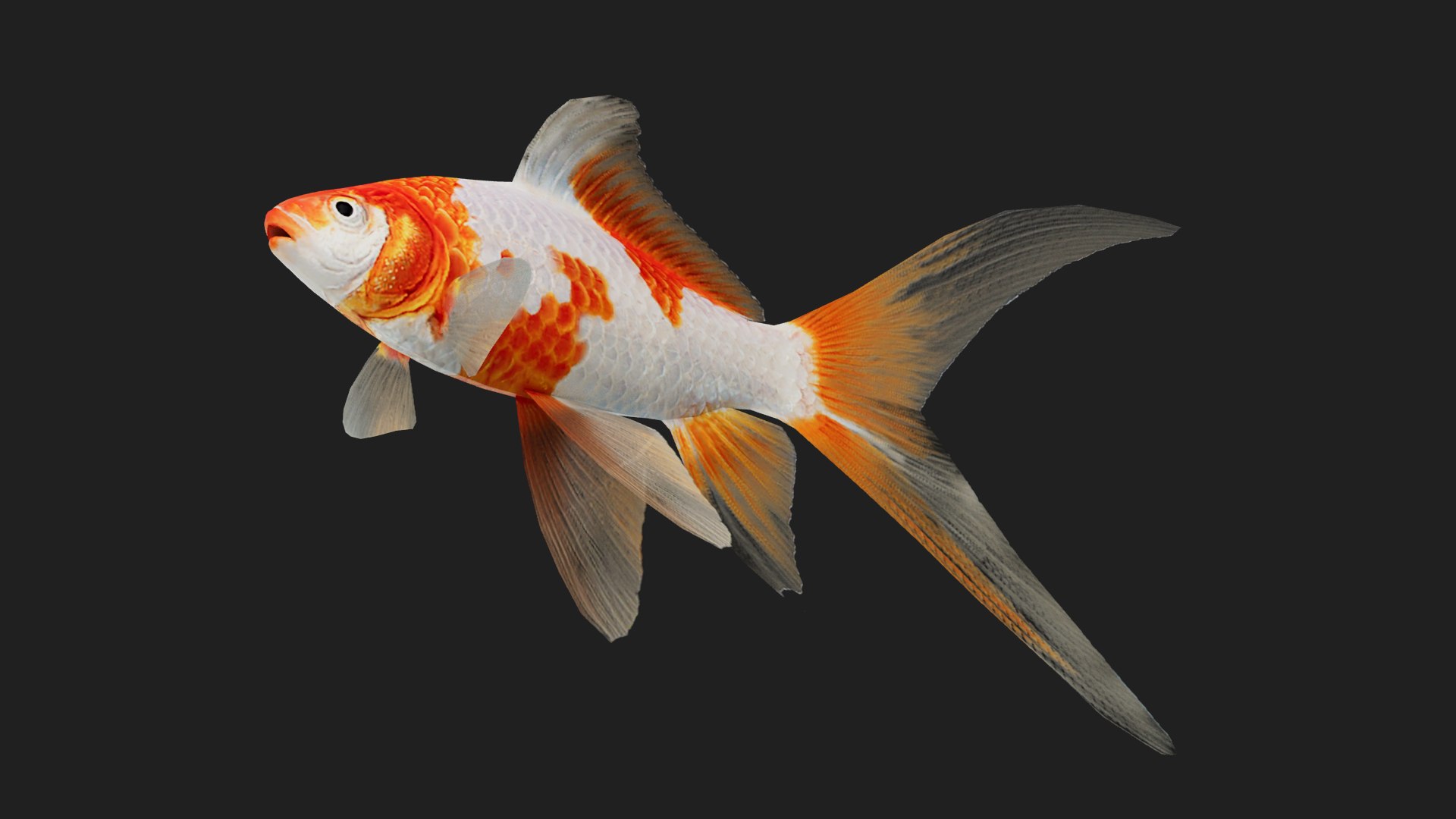 3D Carp https://p.turbosquid.com/ts-thumb/t9/38DJFG/vh/z07/png/1694737307/1920x1080/fit_q87/00957d98cb9a5f7726eb852ce99dc50c59b694bf/z07.jpg