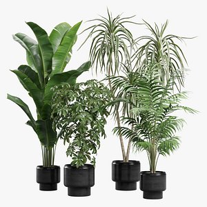 Indoor Plants Pack 70 3D