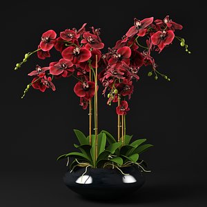 3D model orchid