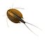 triops cancriformis