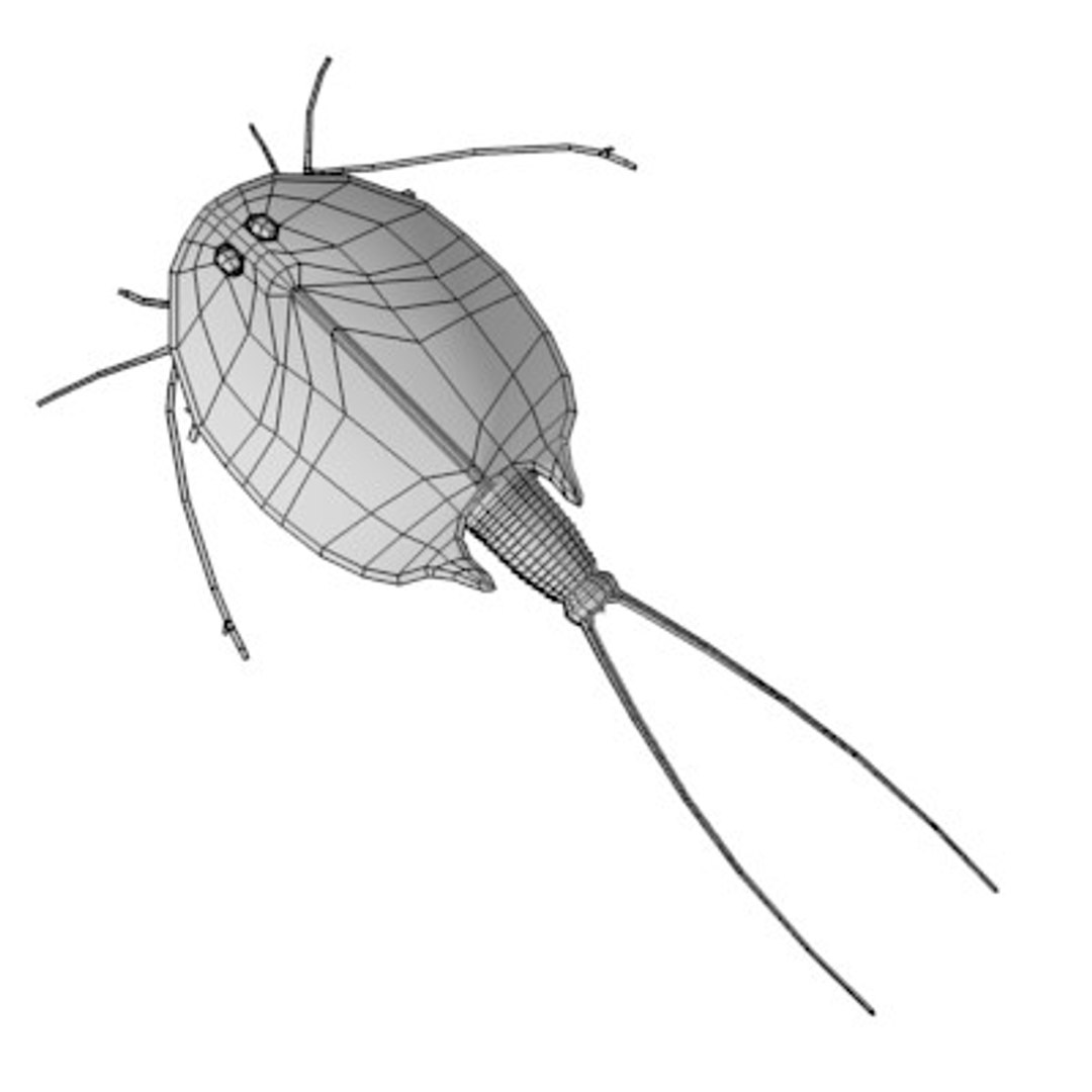 3d triops cancriformis model https://p.turbosquid.com/ts-thumb/t9/ILUYVI/6AvW4VUc/triopsw/jpg/1287679522/1920x1080/fit_q87/179ff53d9151ae5e6aca04d60a820953e7c5029d/triopsw.jpg