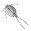 triops cancriformis