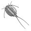 triops cancriformis