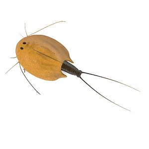 3d triops cancriformis model