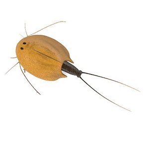 triops cancriformis