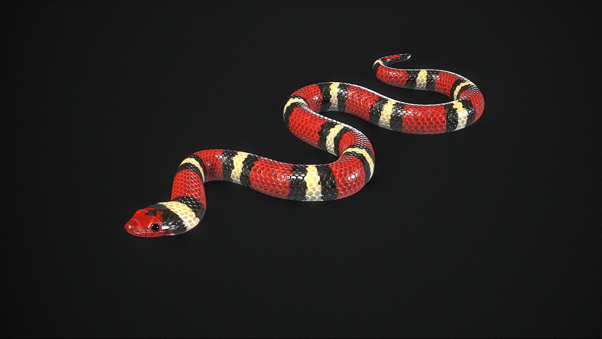 3D Scarlet Kingsnake Rigged PBR https://p.turbosquid.com/ts-thumb/t9/Kxc1iS/6J/00/png/1688986509/1920x1080/turn_fit_q99/50dcf272d738337642b0bcdf7bc8bee31db8ac4a/00-1.jpg