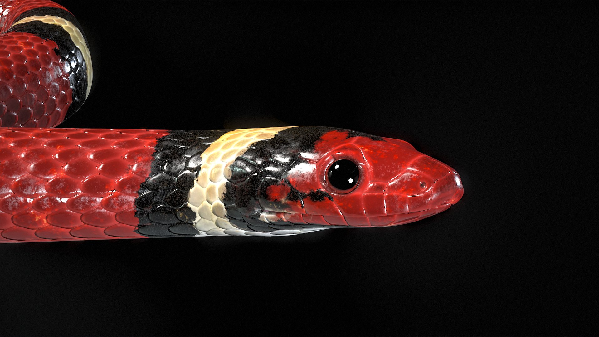3D Scarlet Kingsnake Rigged PBR https://p.turbosquid.com/ts-thumb/t9/Kxc1iS/JJ/r_viewport_031/png/1688985903/1920x1080/fit_q87/4246e163d40c443ae7fc01546be652295bd9f11c/r_viewport_031.jpg