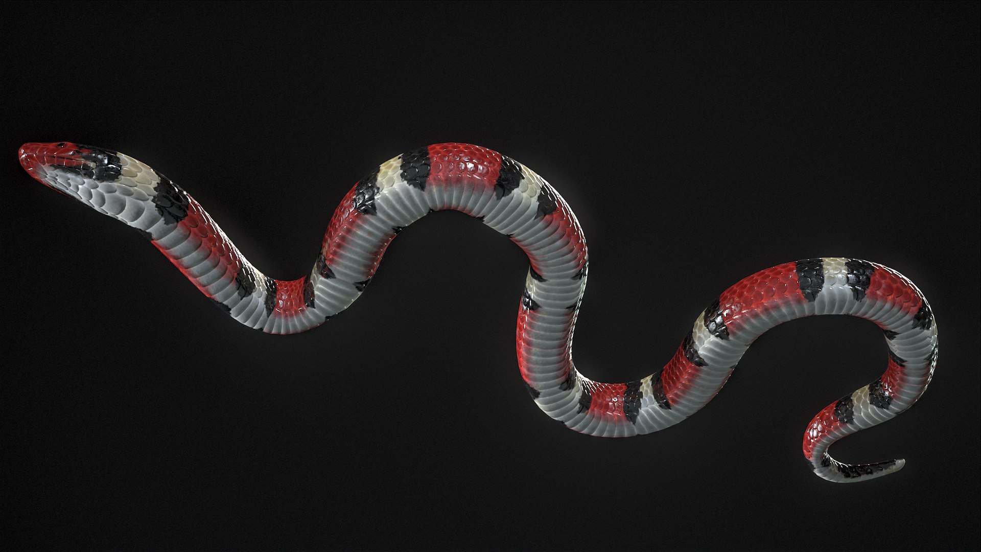 3D Scarlet Kingsnake Rigged PBR https://p.turbosquid.com/ts-thumb/t9/Kxc1iS/JS/r_viewport_030/png/1688985894/1920x1080/fit_q87/17e7528f1327792e77d8824216ffdc674297b61d/r_viewport_030.jpg