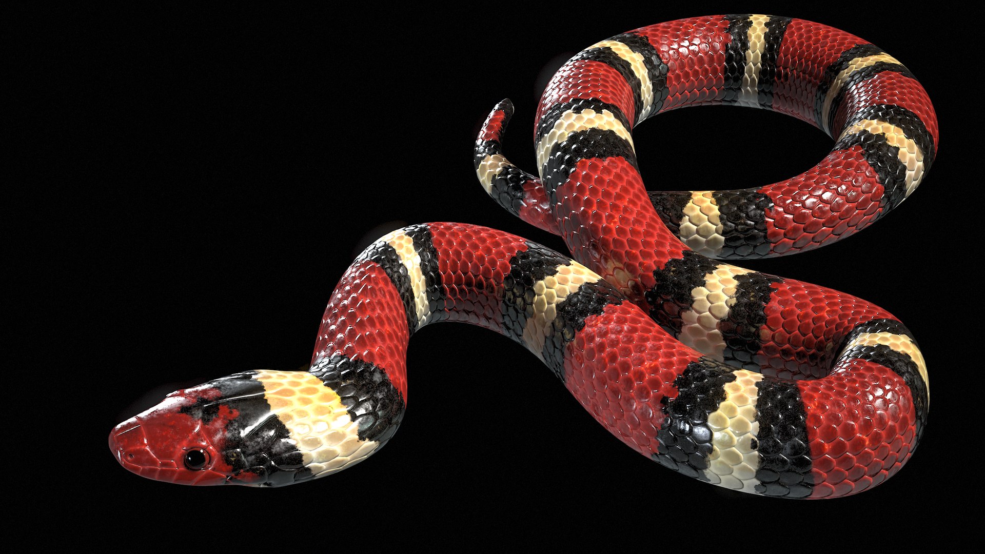 3D Scarlet Kingsnake Rigged PBR https://p.turbosquid.com/ts-thumb/t9/Kxc1iS/aJ/r_viewport_048/png/1688985933/1920x1080/fit_q87/b6c0ac87eed2c7da4fe962dbd396e01a993e6079/r_viewport_048.jpg