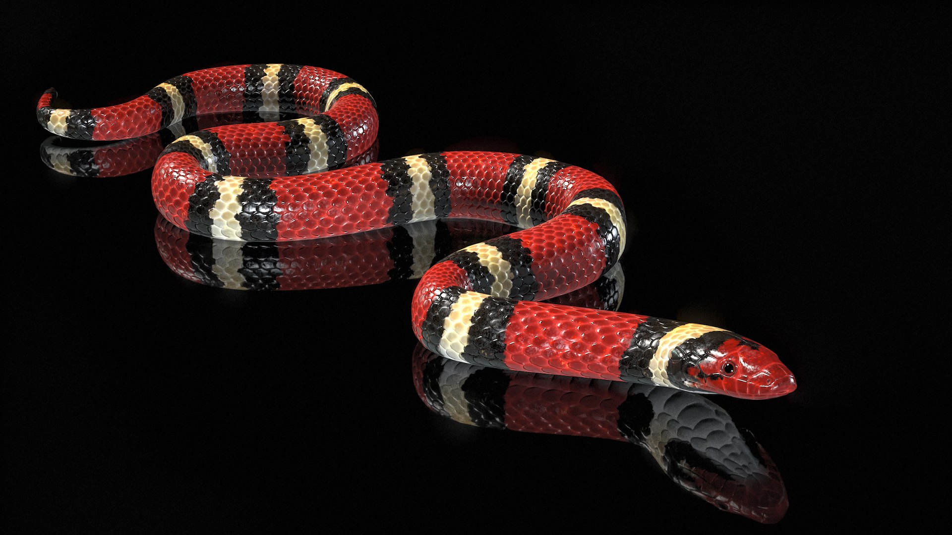 3D Scarlet Kingsnake Rigged PBR https://p.turbosquid.com/ts-thumb/t9/Kxc1iS/r6/r_viewport_029/png/1688985893/1920x1080/fit_q87/aeb137e9189e247c1531e7c87e8410c85d1ec82c/r_viewport_029.jpg