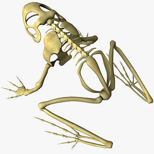 3d frog skeleton model