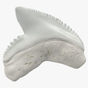 Galeocerdo Aduncus Shark Tooth 3D Model