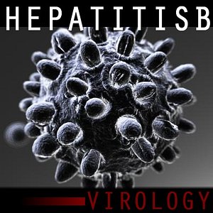 hepatitis b virus 3d model