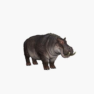 Hippopotamus model