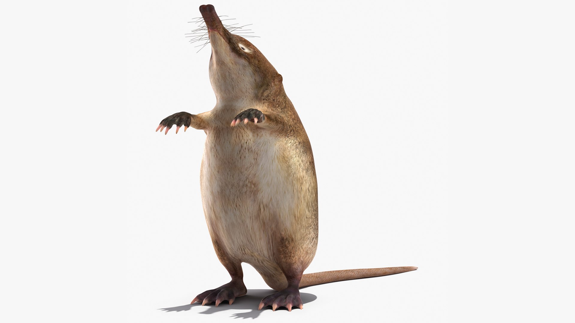 Standing Desman 3D model preview