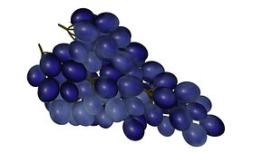 grape 3D model