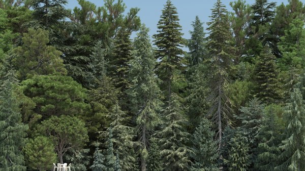 pine trees 3d model