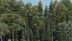80 Summer Pine Trees