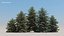 pine trees 3D model