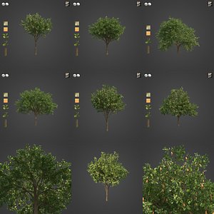 2021 PBR Cashew Tree Collection - Anacardium Occidentale model