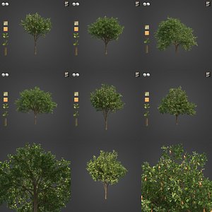 2021 PBR Cashew Tree Collection - Anacardium Occidentale