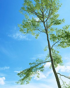 Beech tree (Fagus sylvatica 5)