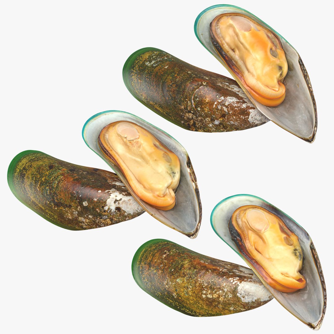 D Green Mussel Collection Turbosquid